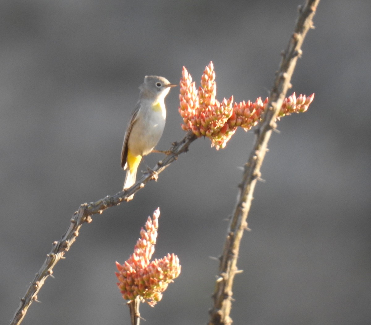 Gelbsteiß-Waldsänger - ML95700391