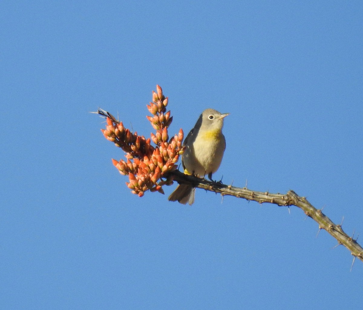 Gelbsteiß-Waldsänger - ML95700401