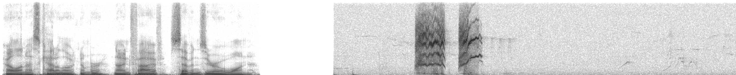 smalnebbvanga (eduardi) - ML95701