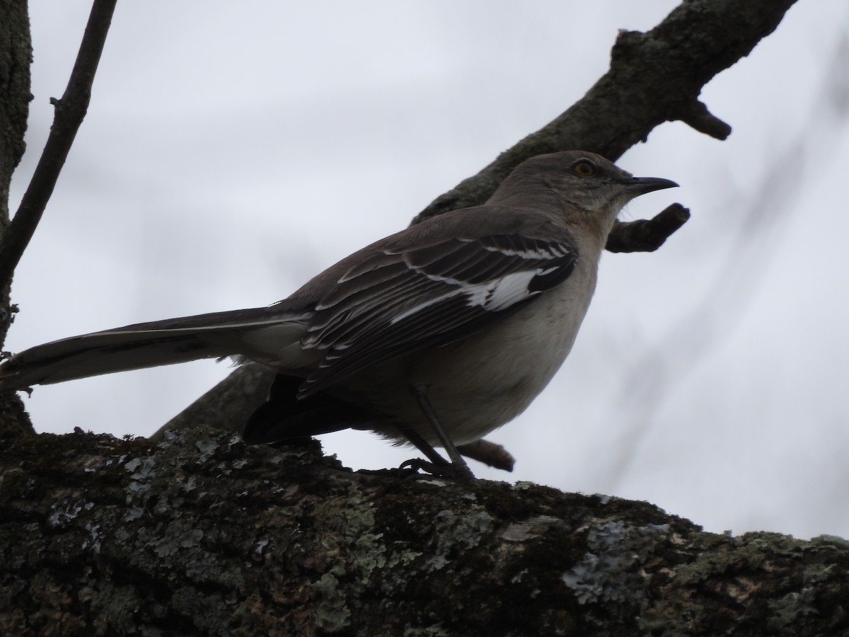 Northern Mockingbird - ML95701691