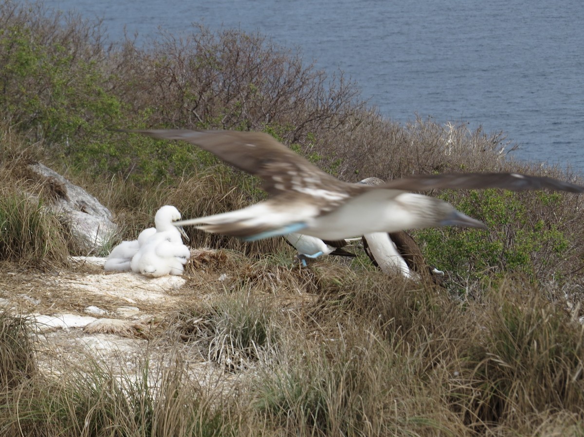 Blue-footed Booby - ML95704621