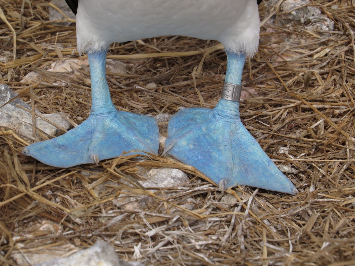 Blue-footed Booby - ML95704711