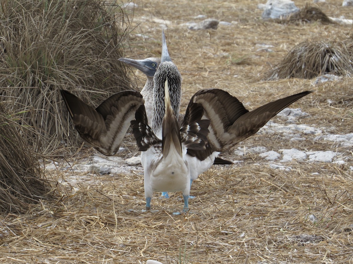 Blue-footed Booby - ML95704741