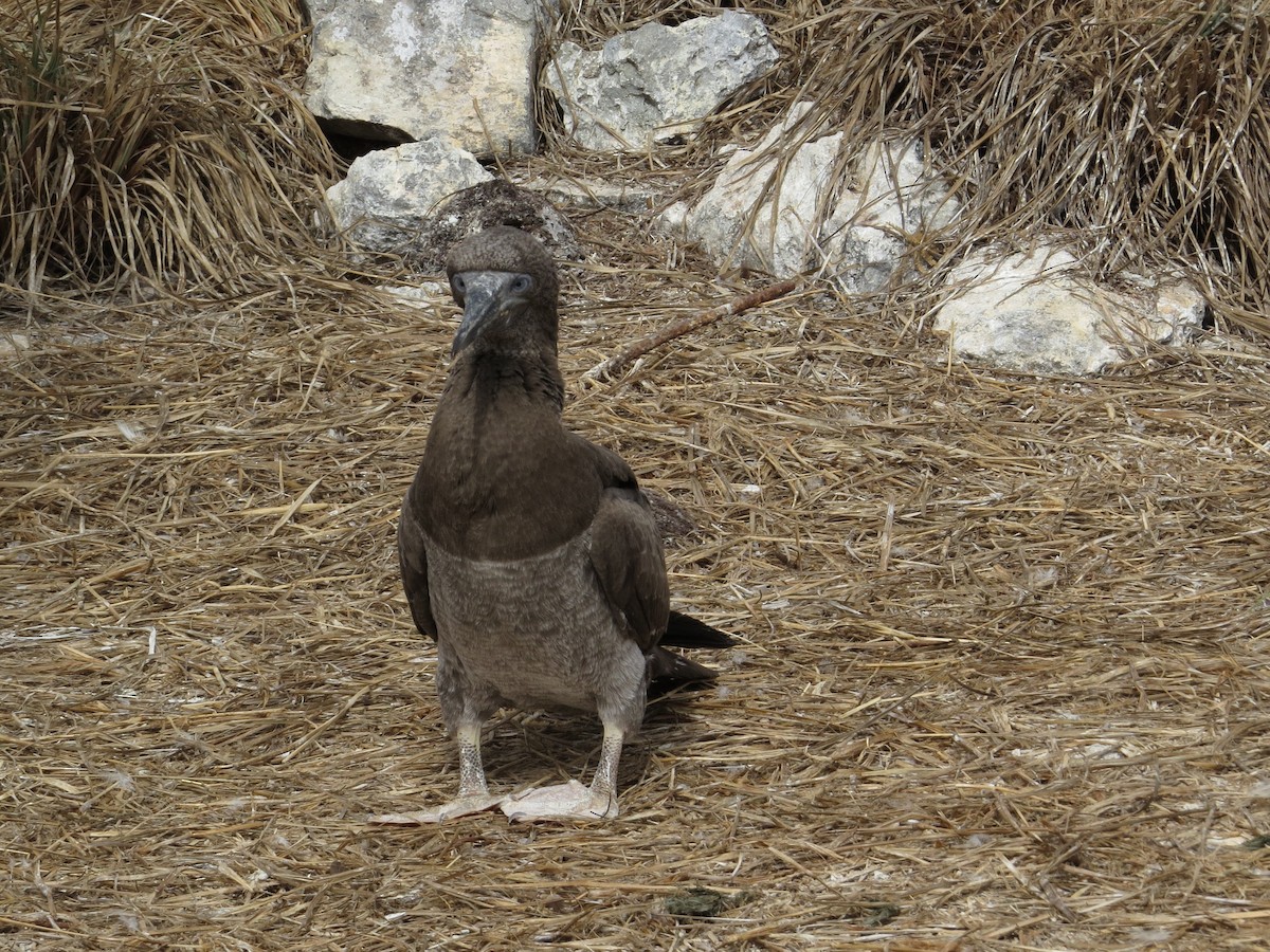 Brown Booby - ML95704881