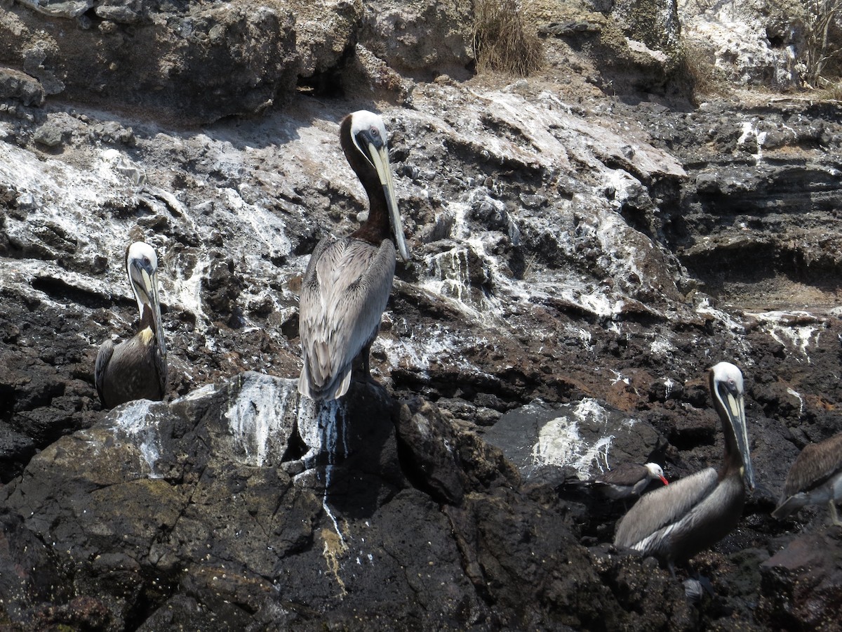 Brown Pelican - ML95705181