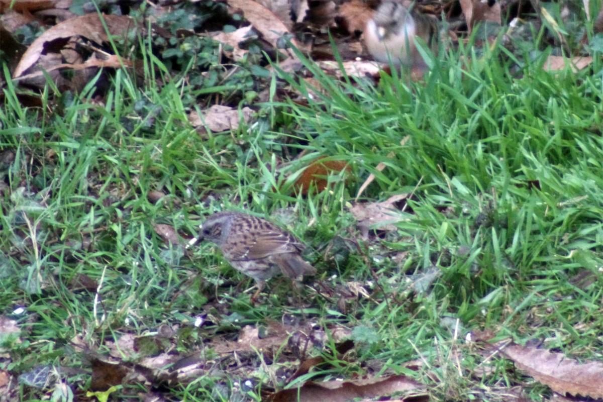 Dunnock - Jean-François  Delahalle