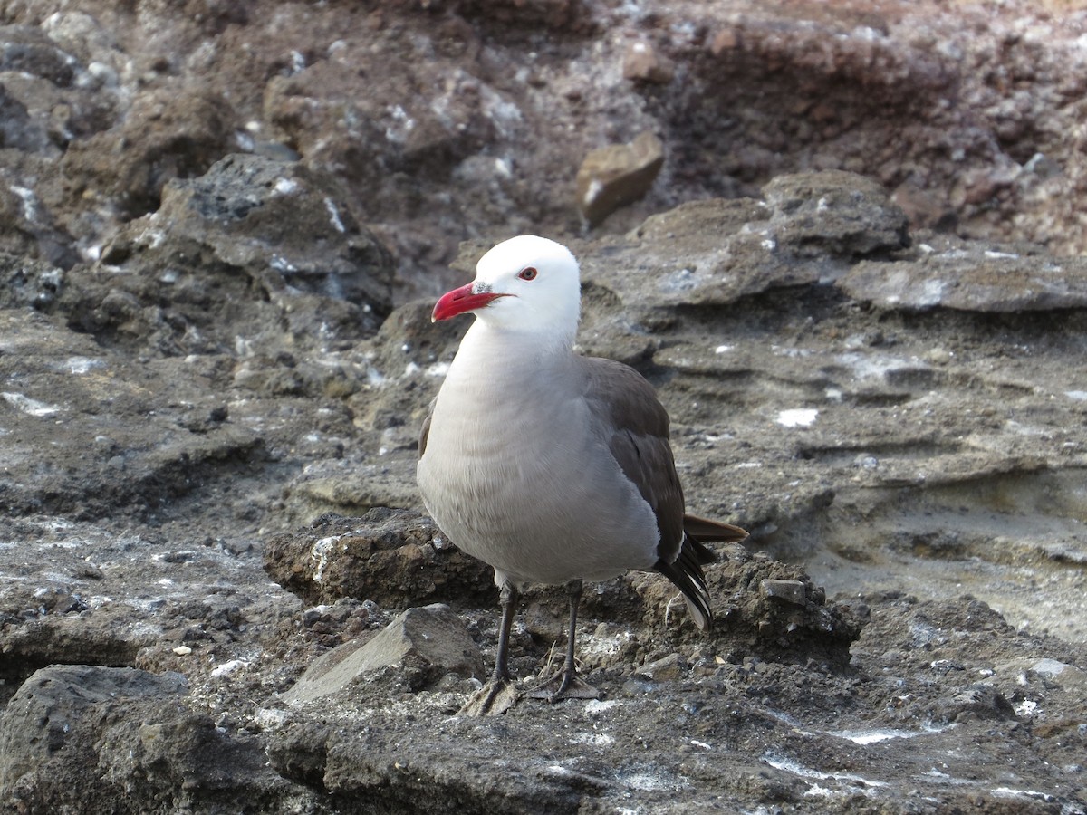 Heermann's Gull - ML95705881