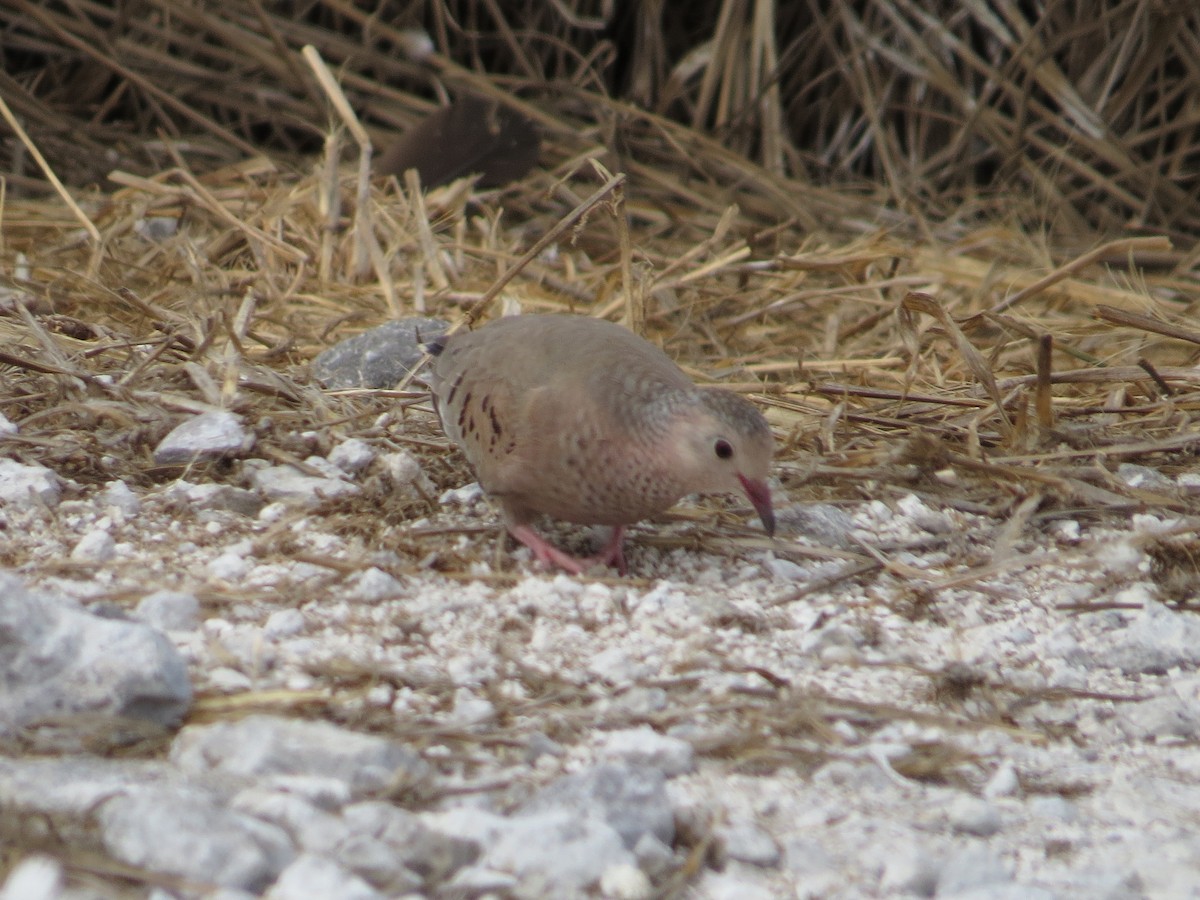 Common Ground Dove - ML95706231