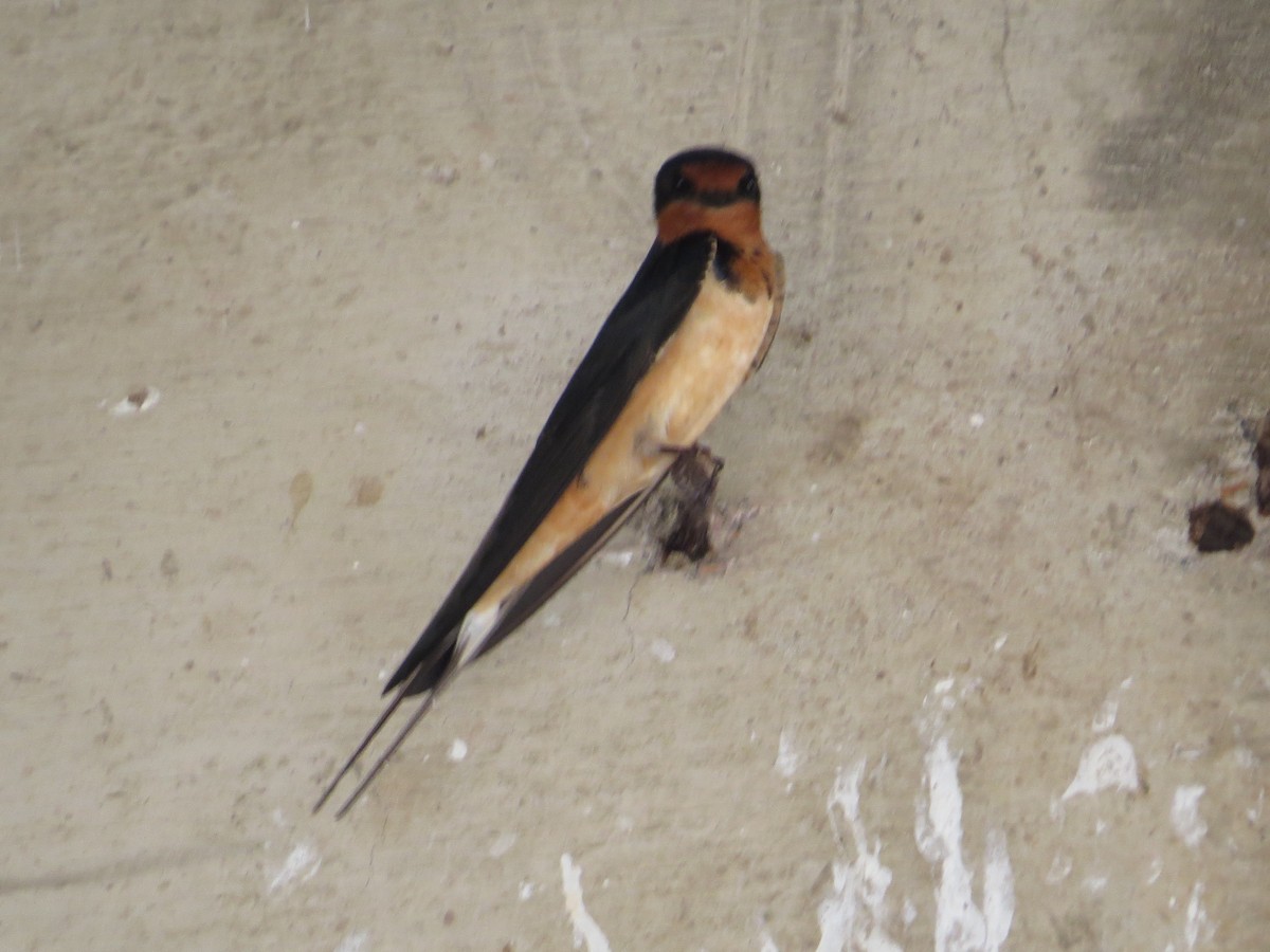 Barn Swallow (American) - ML95706481