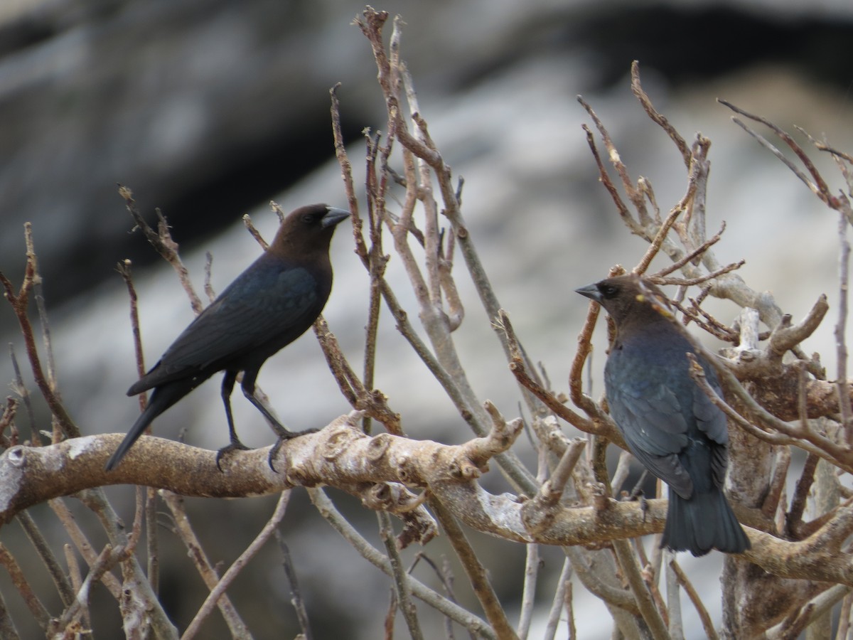 Brown-headed Cowbird - ML95706501