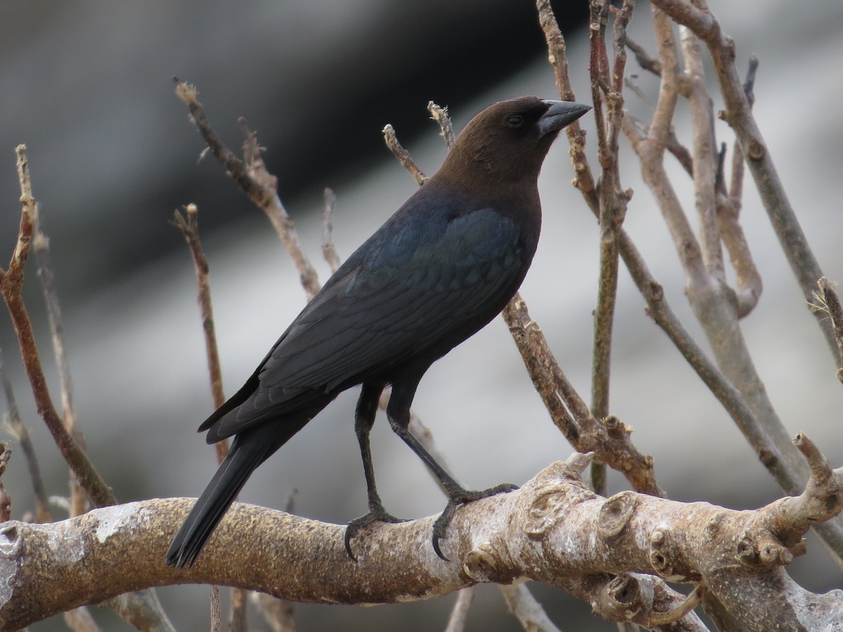 Brown-headed Cowbird - ML95706601