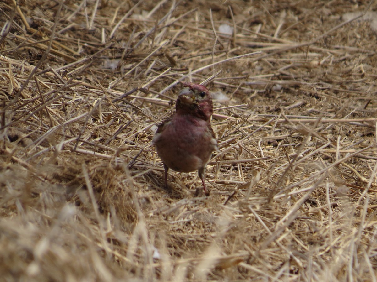 Cassin's Finch - ML95706801