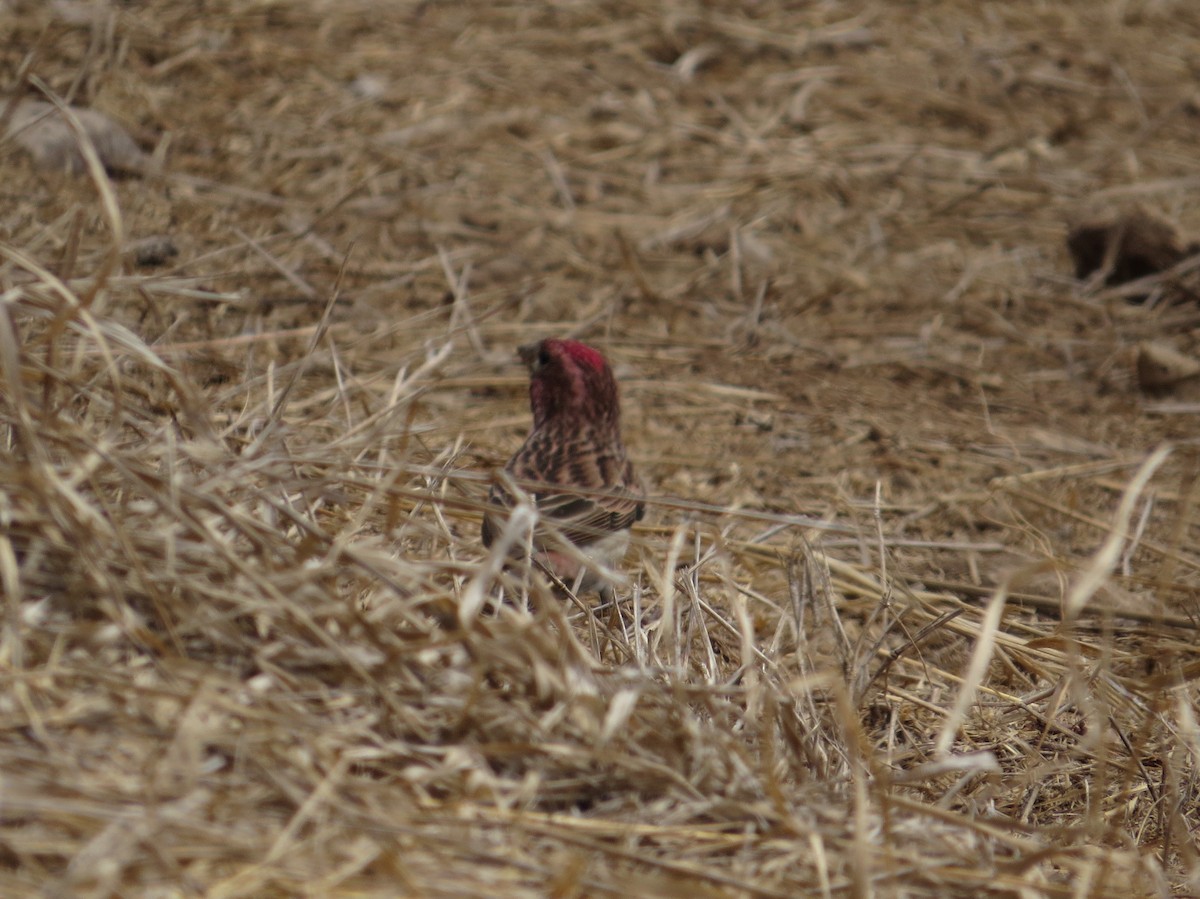 Cassin's Finch - ML95706831