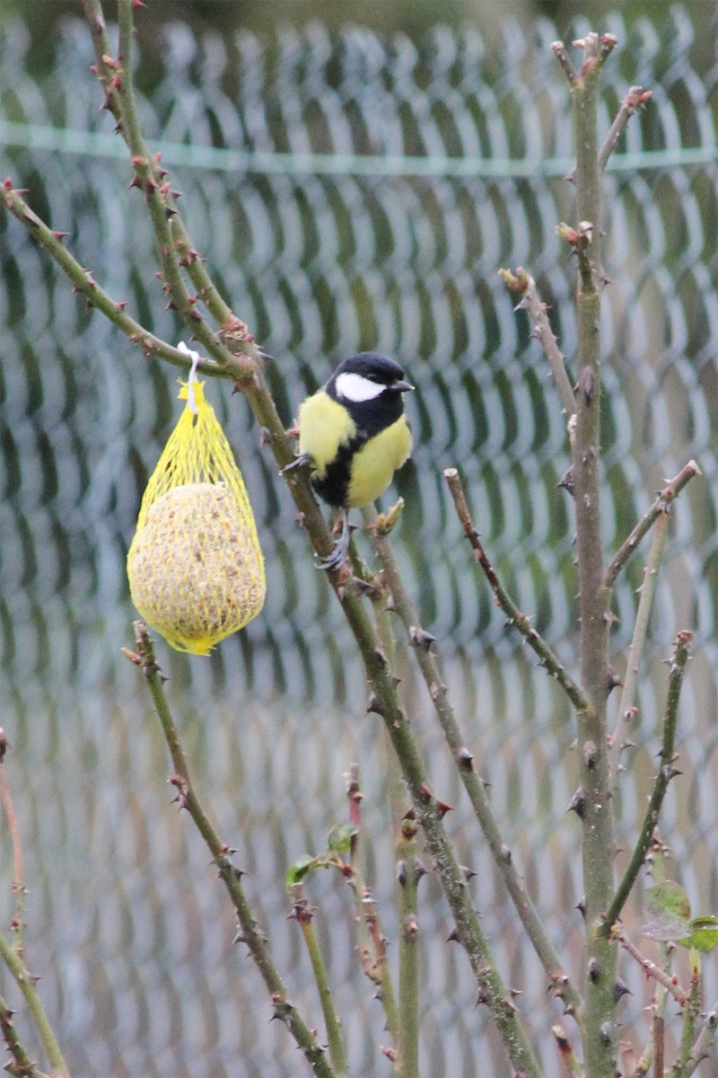 Great Tit - ML95706901