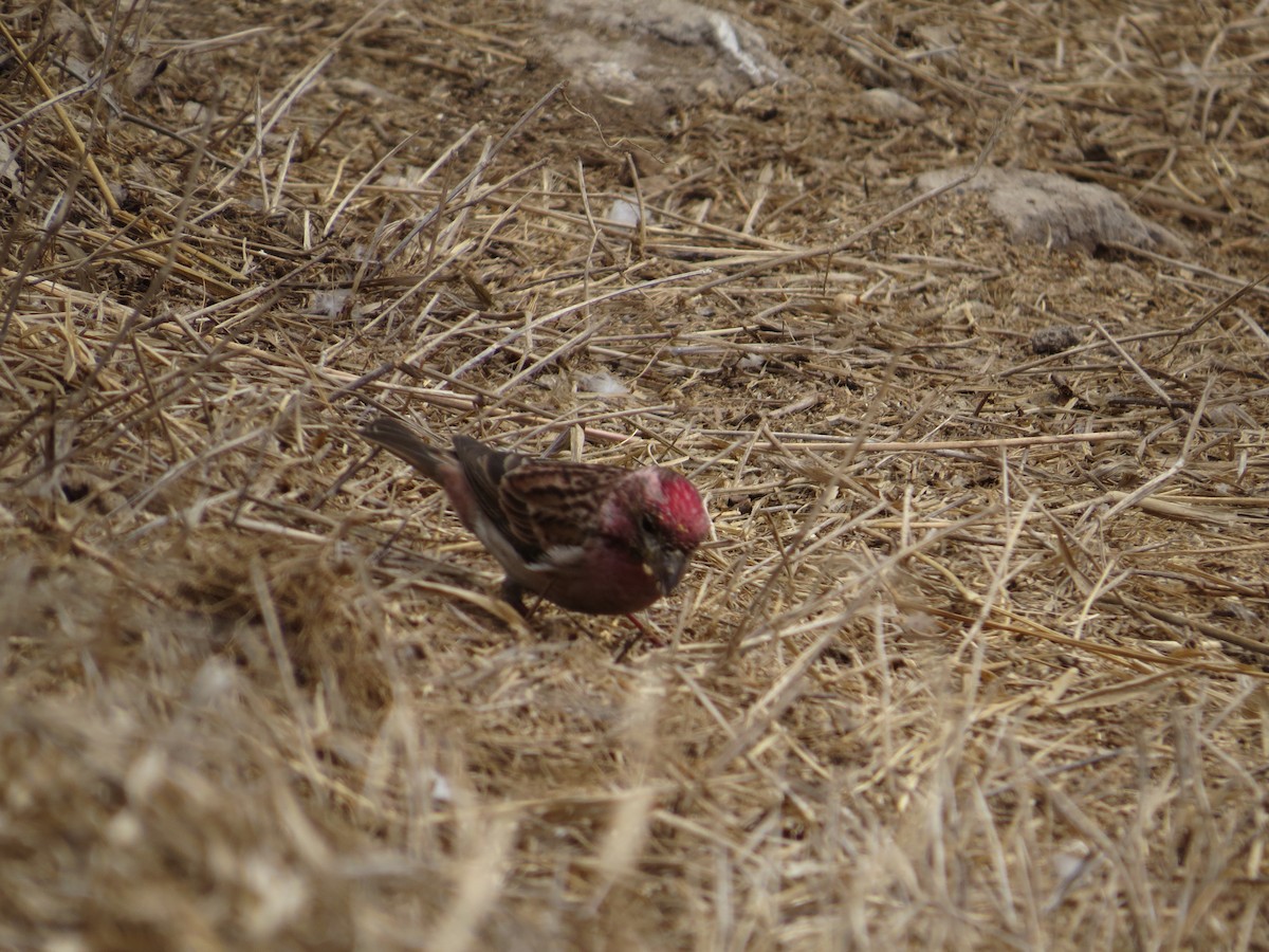 Cassin's Finch - ML95706911