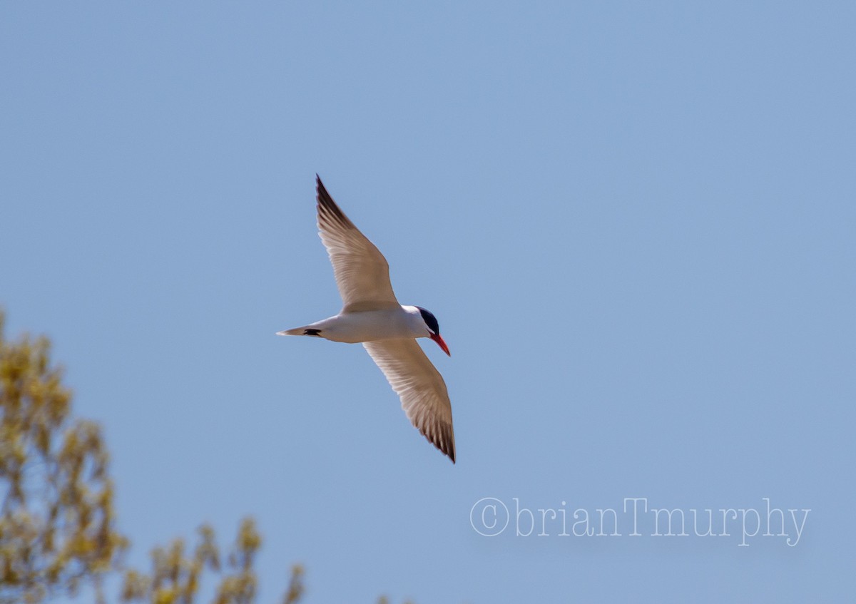 Caspian Tern - ML95707021