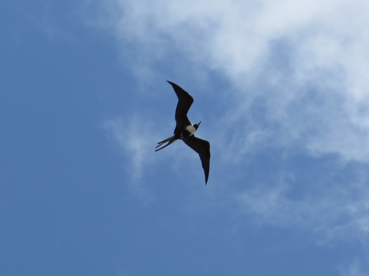 Magnificent Frigatebird - Vickie Buck