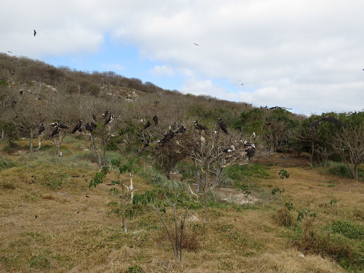 Magnificent Frigatebird - ML95707121