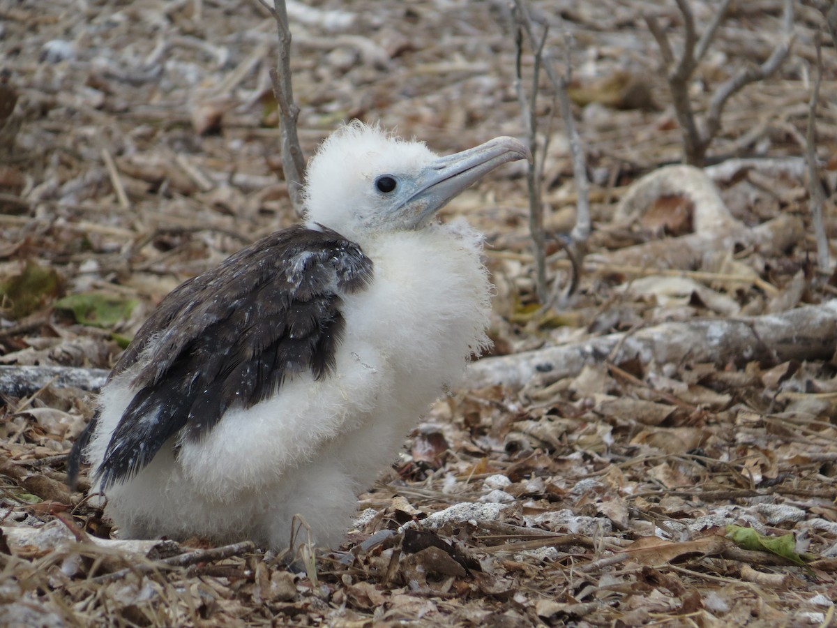 Magnificent Frigatebird - ML95707311