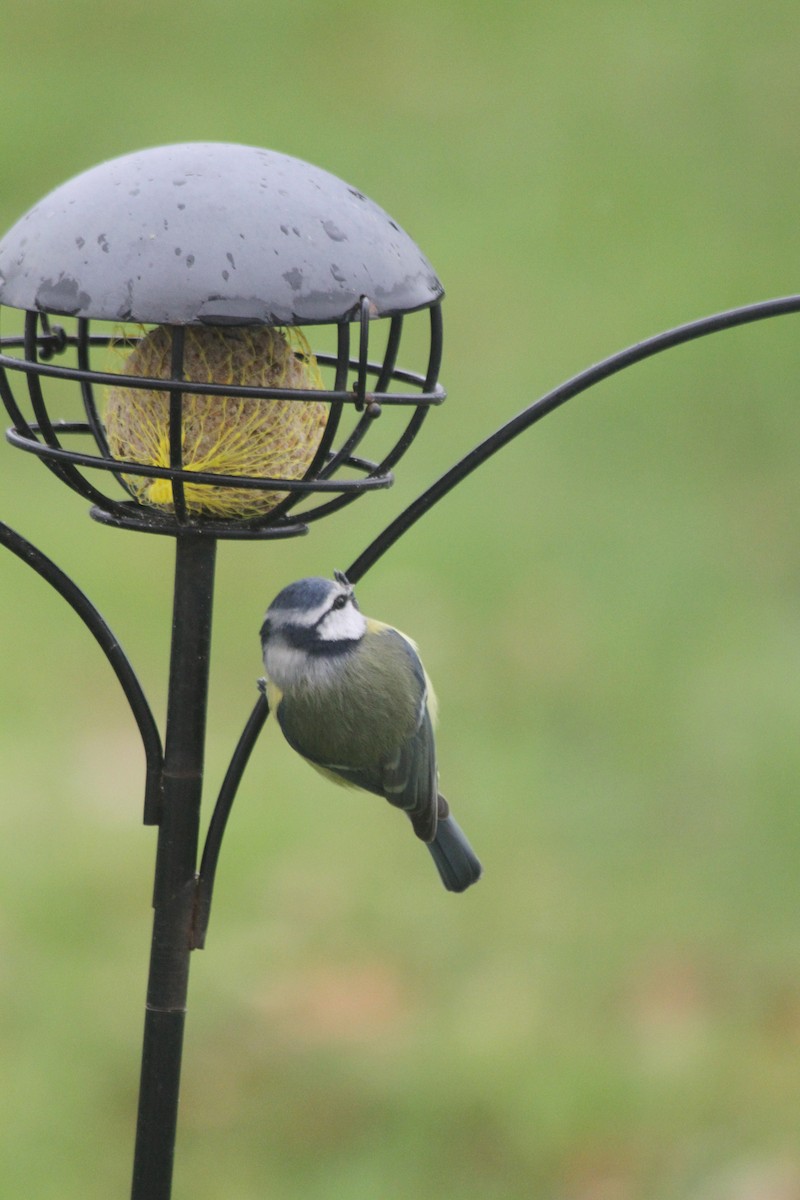 Eurasian Blue Tit - Jean-François  Delahalle