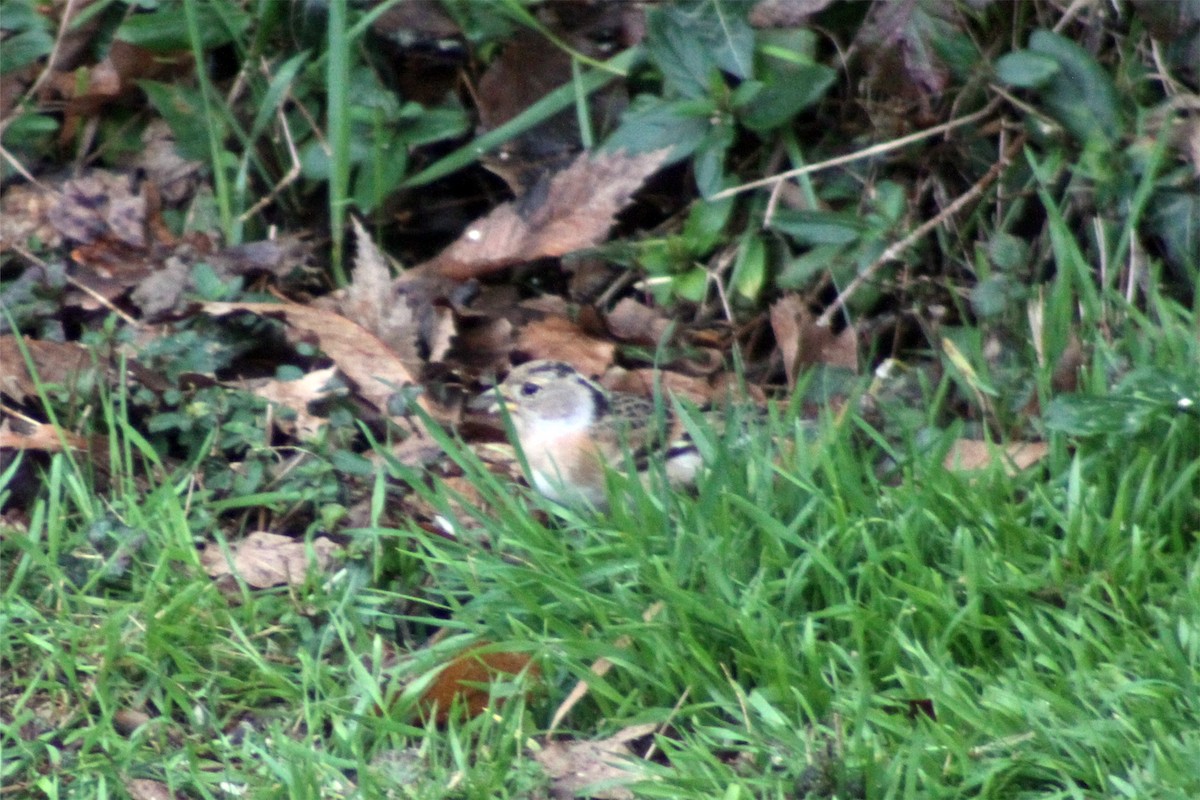 Brambling - Jean-François  Delahalle