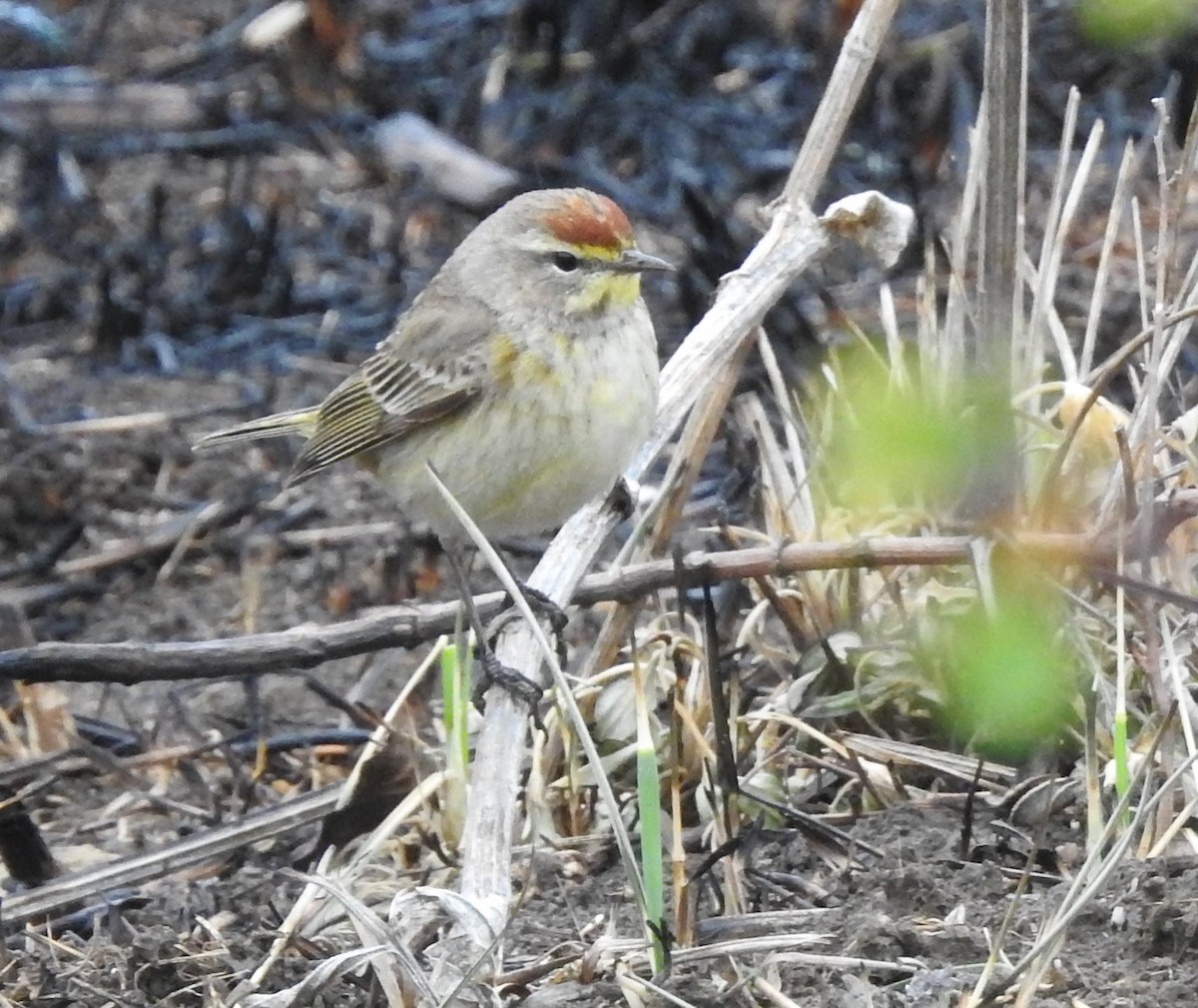 Palm Warbler - ML95711141