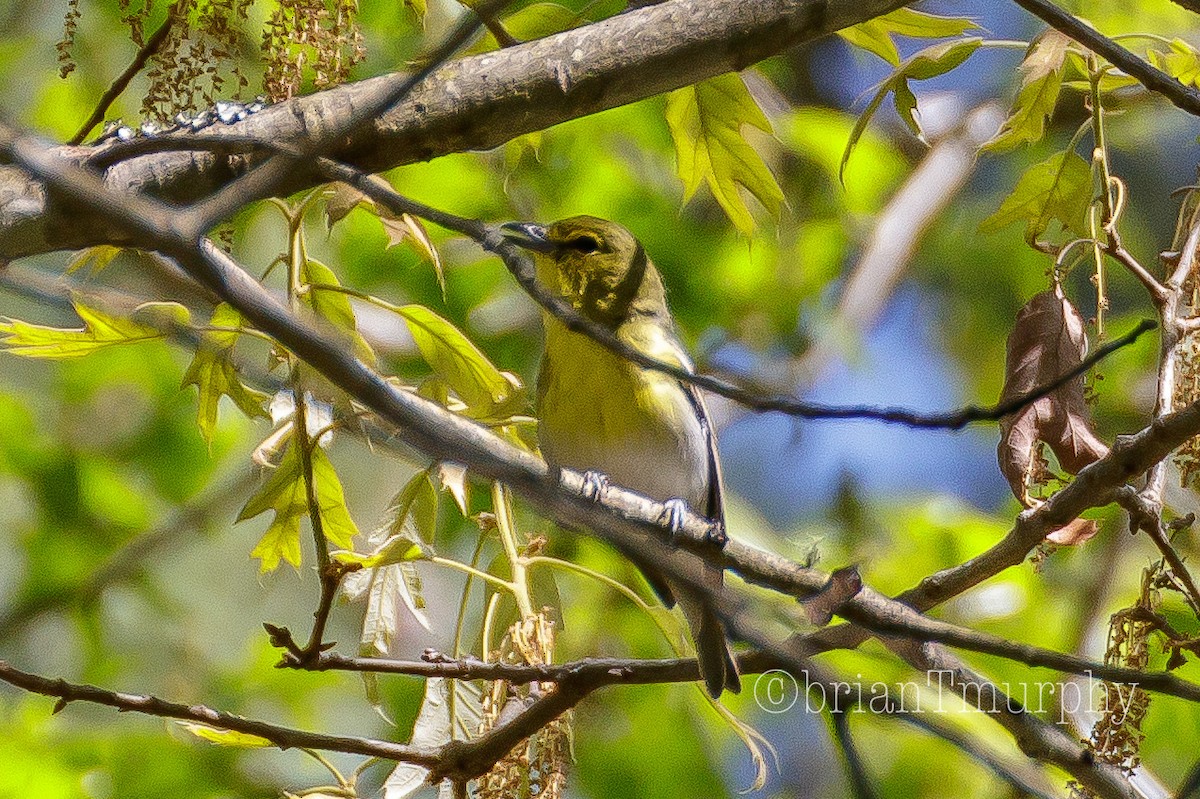 Yellow-throated Vireo - Brian Murphy