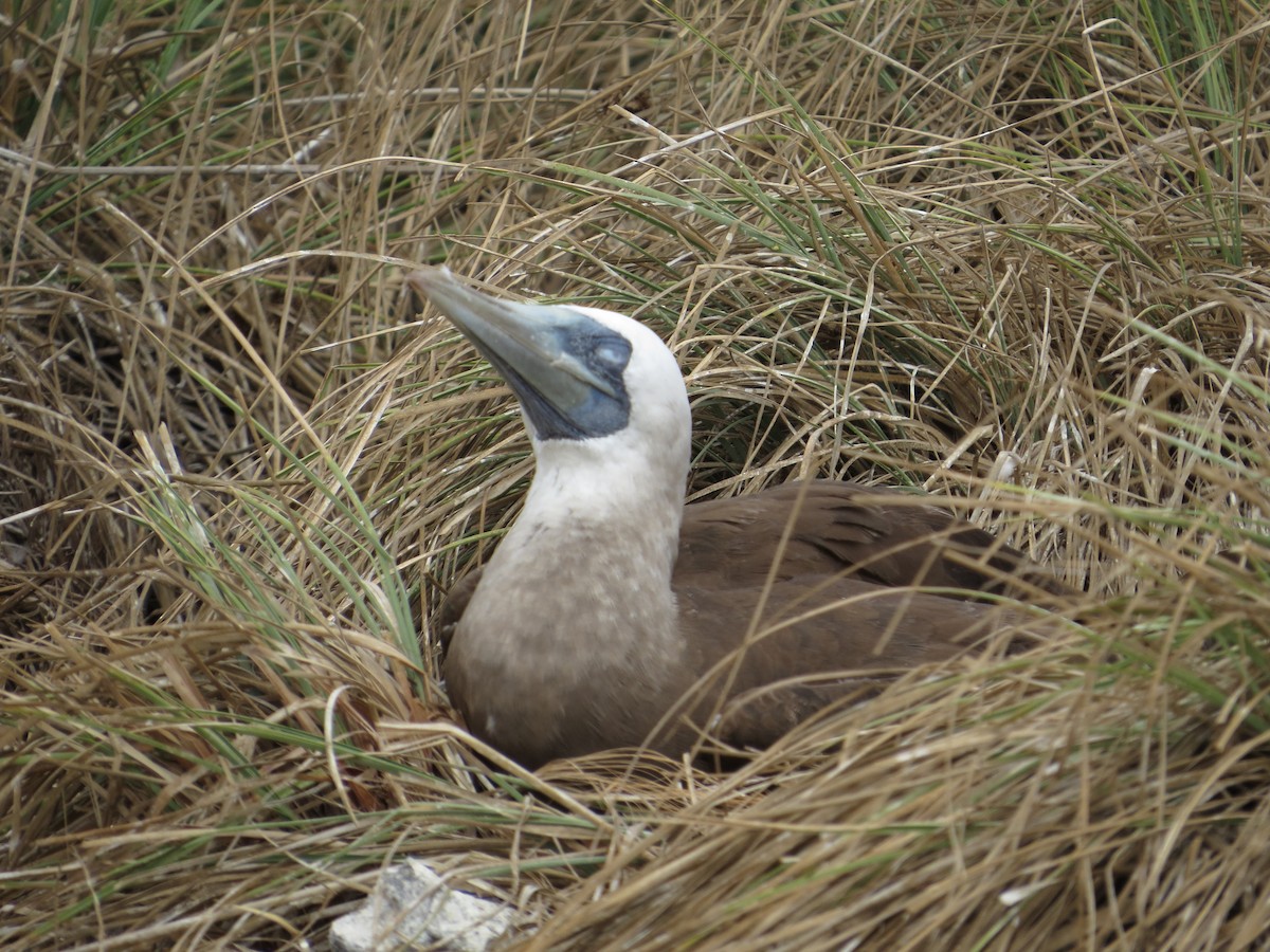 Brown Booby - ML95712091