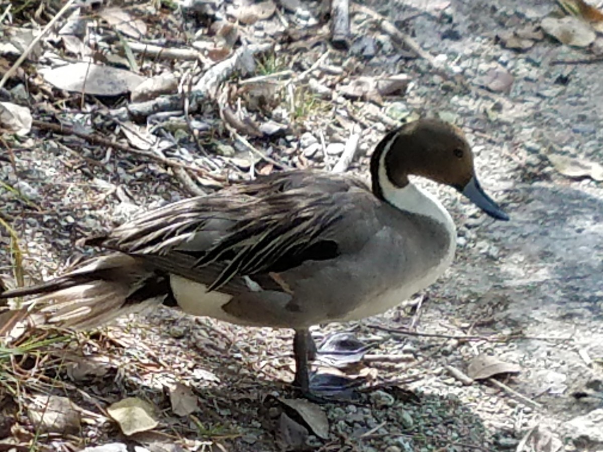 Northern Pintail - ML95712431