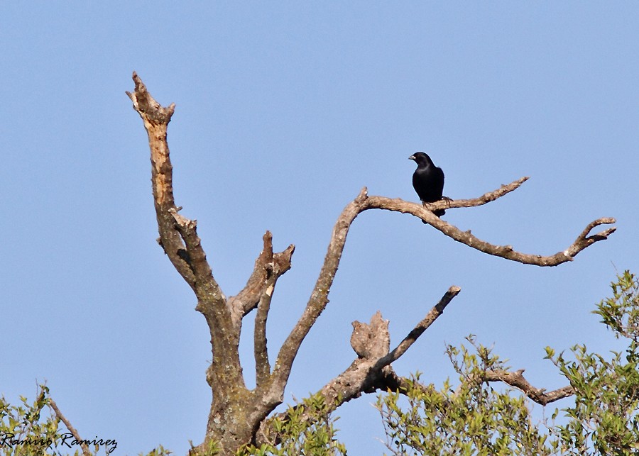 Screaming Cowbird - ML95713131