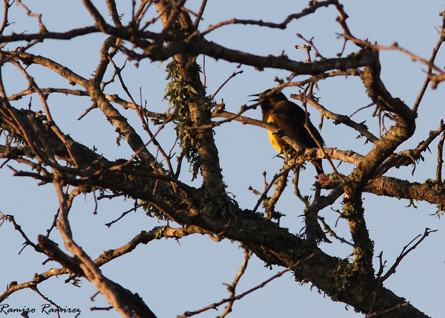 Brown-and-yellow Marshbird - ML95713241