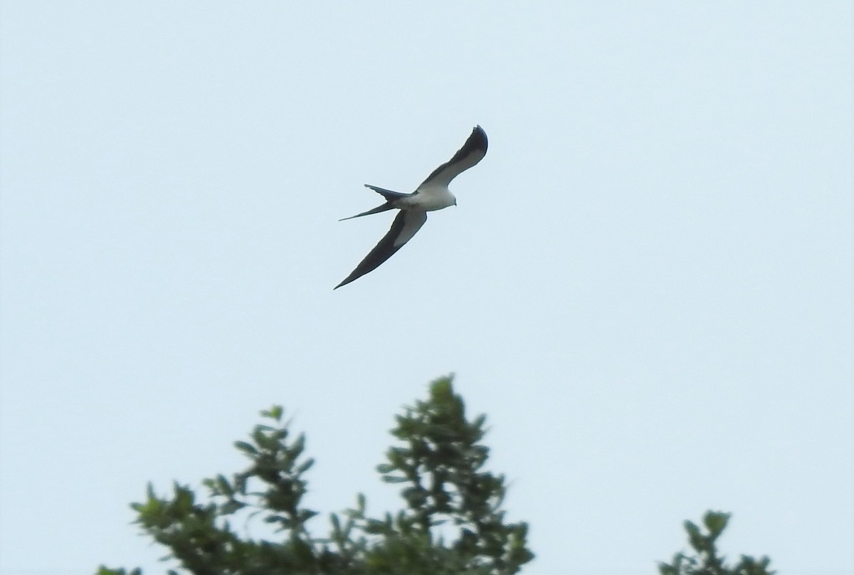 Swallow-tailed Kite - ML95713931