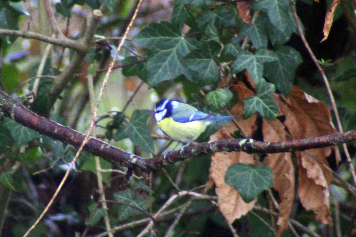 Eurasian Blue Tit - ML95714161