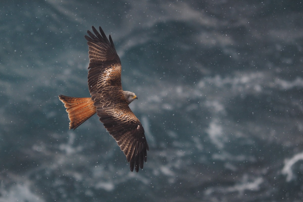 Red Kite - ML95714191