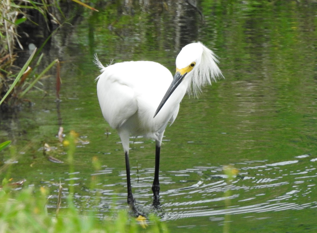 Snowy Egret - ML95714321