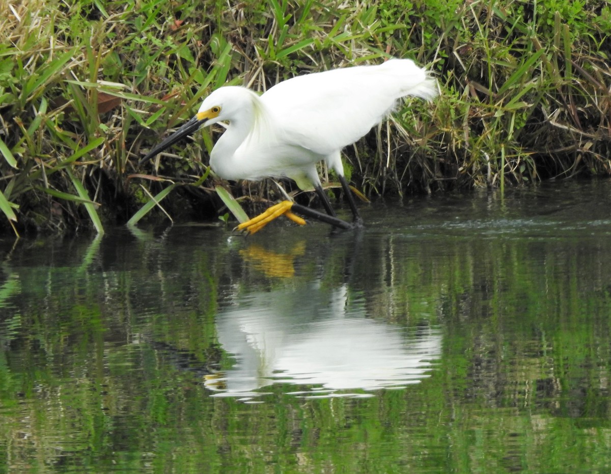 Snowy Egret - ML95714361