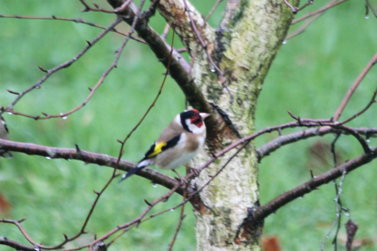 European Goldfinch - Jean-François  Delahalle