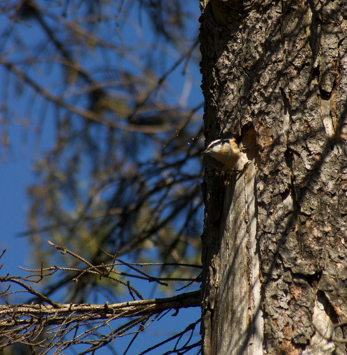 Red-breasted Nuthatch - Liam Ragan