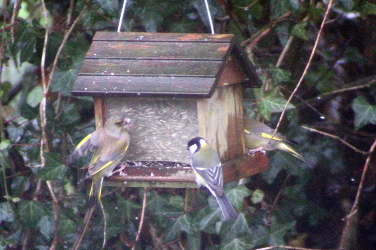 Great Tit - ML95718741