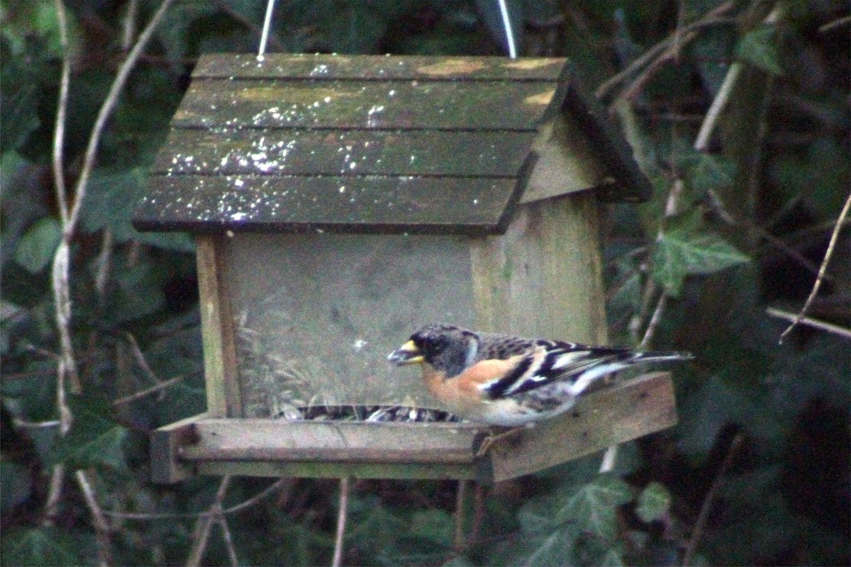 Brambling - Jean-François  Delahalle