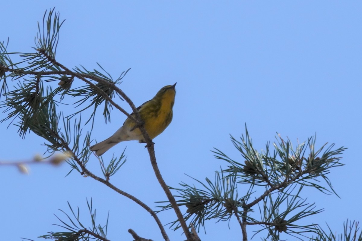 Pine Warbler - ML95719001