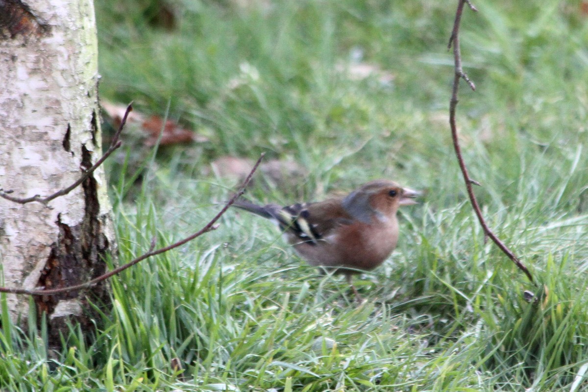 Common Chaffinch - Jean-François  Delahalle