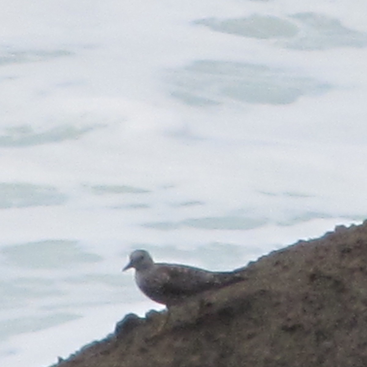 Surfbird - ML95722131