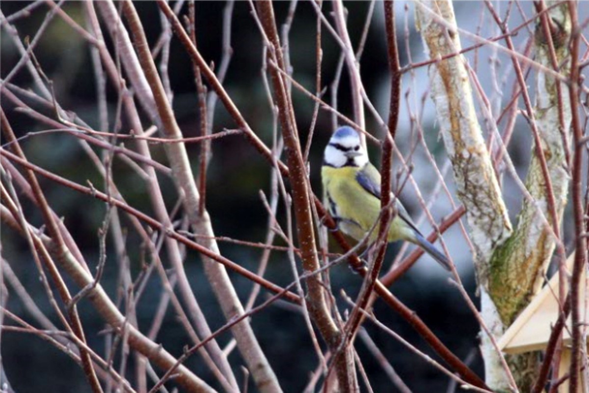 Eurasian Blue Tit - ML95722861