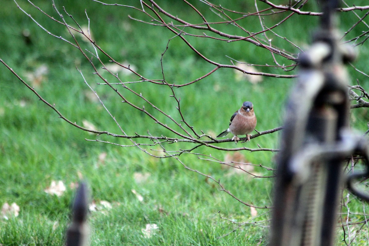 Common Chaffinch - Jean-François  Delahalle