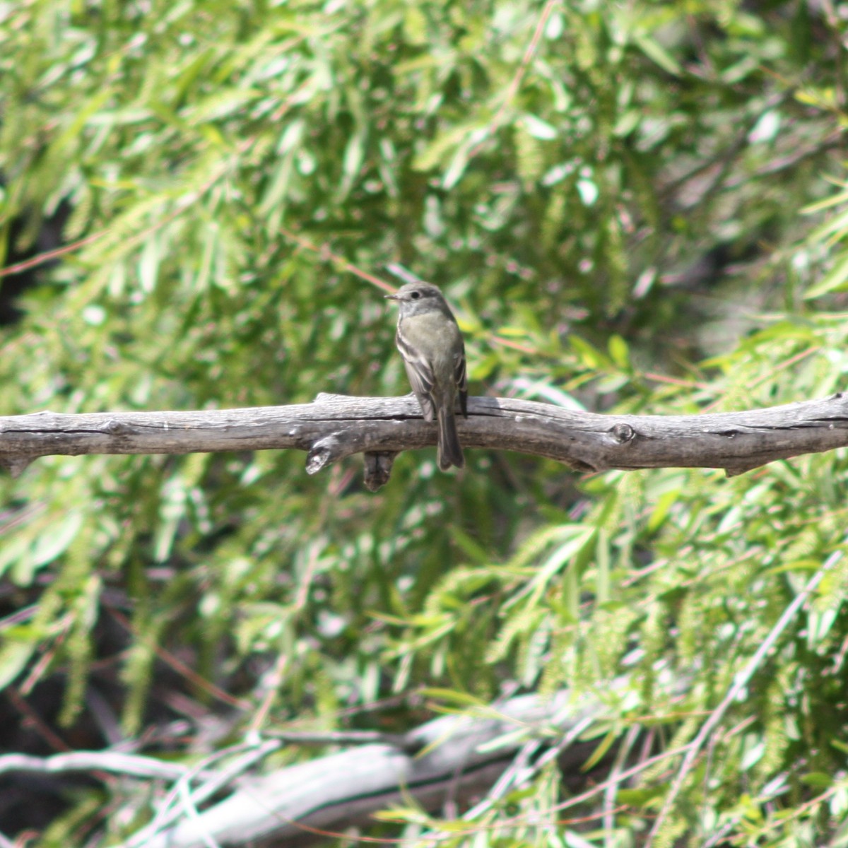 Hammond's Flycatcher - ML95725241