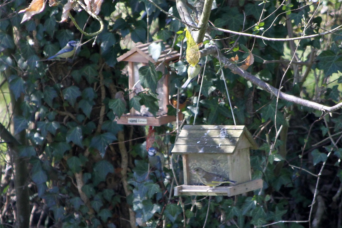 European Greenfinch - ML95726901