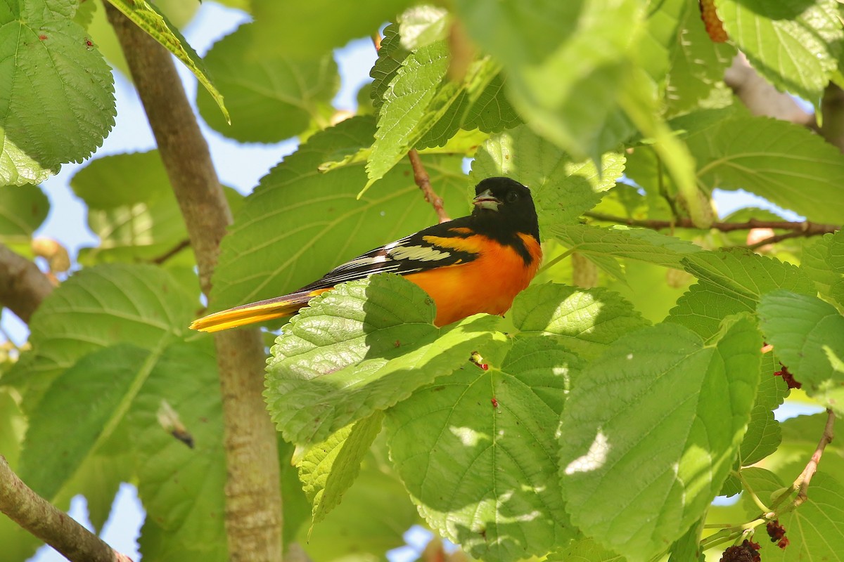 Baltimore Oriole - Musa Awan