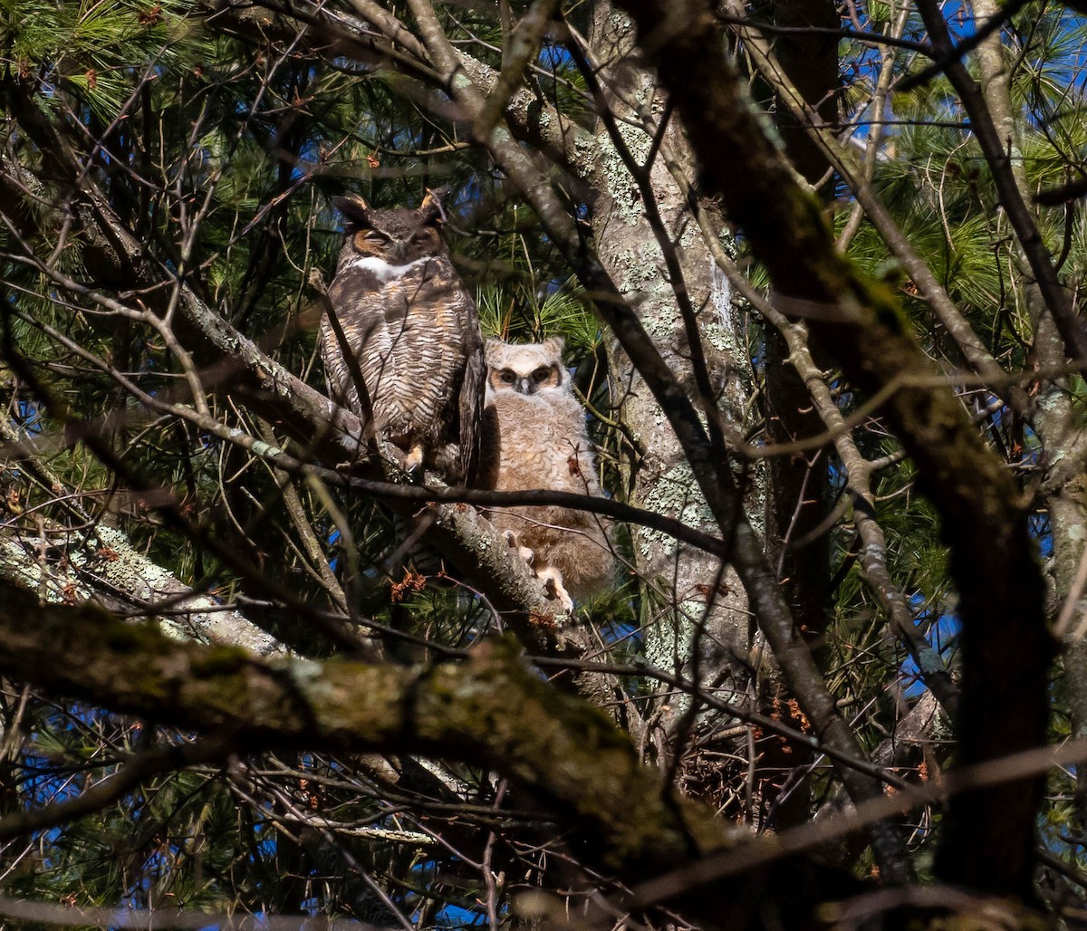 Great Horned Owl - ML95728121