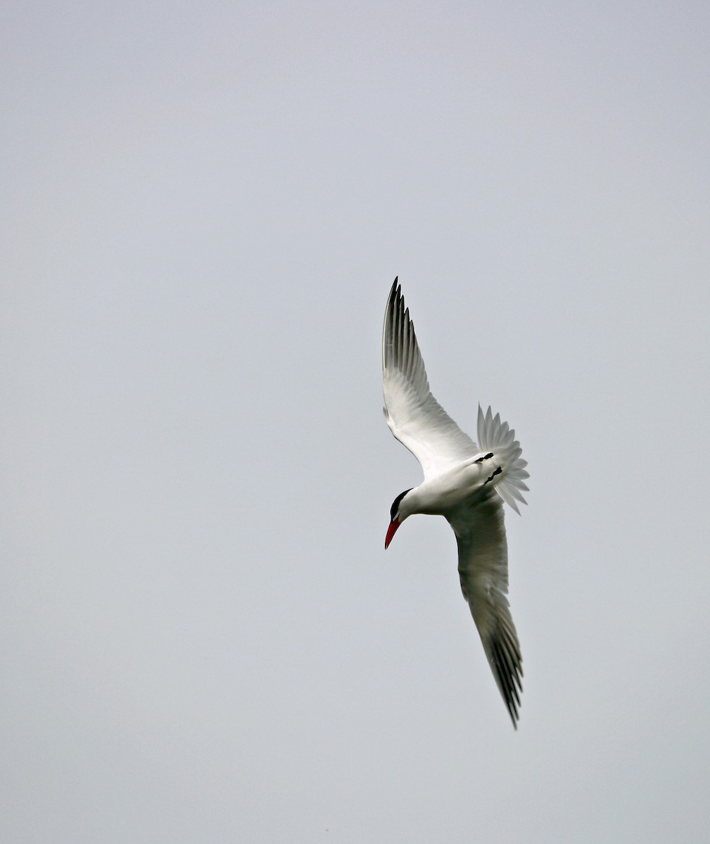 Caspian Tern - Deborah Edwards-Onoro